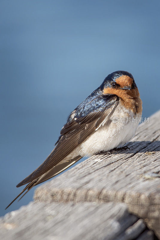 欢迎吞咽(Hirundo neoxena)